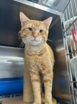 Domestic Short Hair Cats Available for Adoption - Pikachu | PetCurious