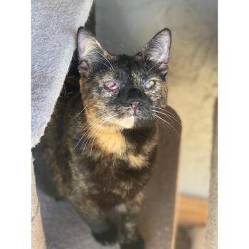 Tortoiseshell and Domestic Short Hair Cats Available for Adoption in Morgan Hill, California - Hazel | PetCurious