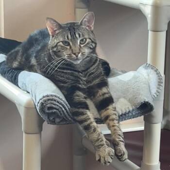 Rizzoli -  Domestic Short Hair Cat for Adoption in Port Richey, Florida - Rizzoli | PetCurious