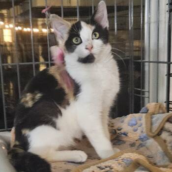 Natalie -  Calico Cat for Adoption in Brighton, New York - Natalie | PetCurious