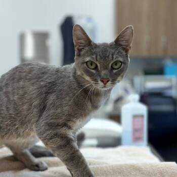 Twinkle Toes -  Domestic Short Hair Cat for Adoption in Nashville, Indiana - Twinkle Toes | PetCurious