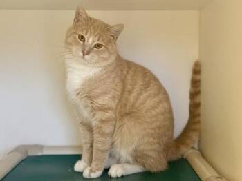 Domestic Short Hair Cats Available for Adoption - Breezy | PetCurious