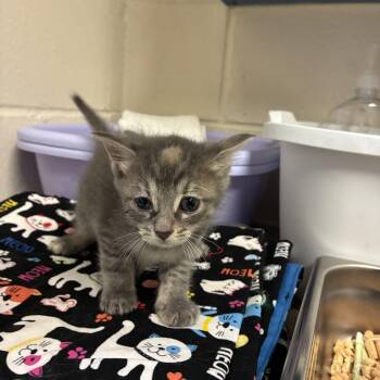 Dottie -  Domestic Short Hair Cat for Adoption in Windsor, Virginia - Dottie | PetCurious