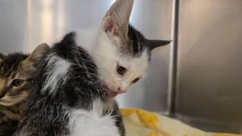 A1938279 -  Domestic Short Hair Cat for Adoption in Thousand Palms, California - A1938279 | PetCurious