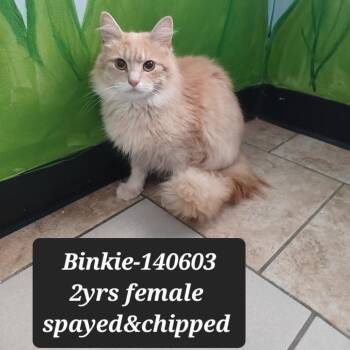 Domestic Long Hair Cats Available for Adoption in New Tazewell, Tennessee - Binkie | PetCurious