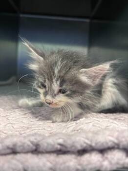 FRENCH -  Domestic Medium Hair Cat for Adoption in Dallas, Texas - FRENCH | PetCurious