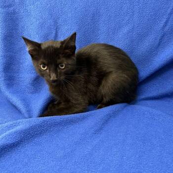 Bonkers -  Domestic Short Hair Cat for Adoption in Valdosta, Georgia - Bonkers | PetCurious