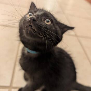 Victor Sabretoof Creed -  Domestic Short Hair Cat for Adoption in Granville, Ohio - Victor Sabretoof Creed | PetCurious