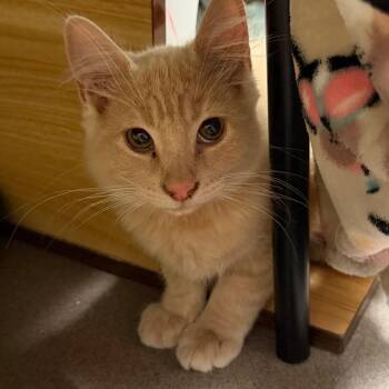 Maroon -  Domestic Medium Hair Cat for Adoption in Middlebury, Vermont - Maroon | PetCurious
