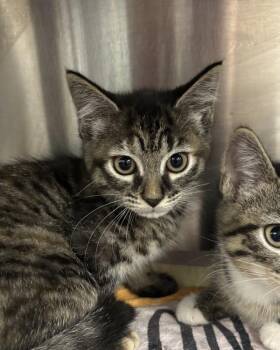Domestic Short Hair Cats Available for Adoption in Richmond, Virginia - Twinkle Twinkle Little Star  (with Itsy Bitsy S..) | PetCurious