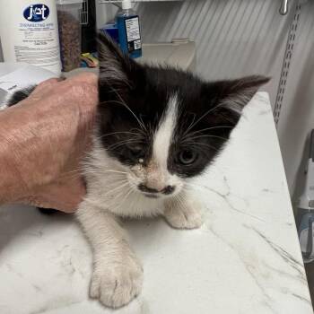 Evermore -  Domestic Short Hair Cat for Adoption in St. Louis, Missouri - Evermore | PetCurious