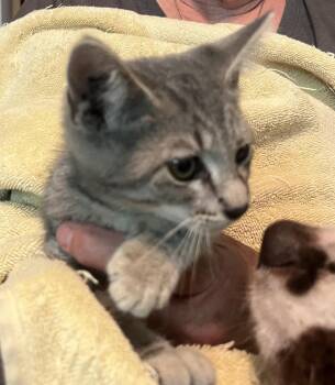 Samosa -  Domestic Short Hair Cat for Adoption in Boone, Colorado - Samosa | PetCurious
