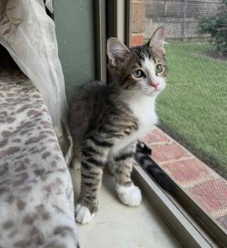 Rescue Domestic Medium Hair Cats for Adoption in Warr Acres, Oklahoma - Denny | PetCurious