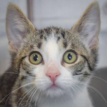 Tabby and Domestic Short Hair Cats Available for Adoption in Huntley, Illinois - Luna | PetCurious