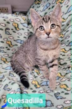 Quesadilla -  Domestic Short Hair Cat for Adoption in Richmond, Indiana - Quesadilla | PetCurious