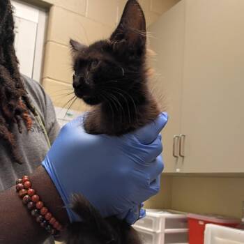 08/20/2026-Stray-VinevilleStreet -  Domestic Medium Hair Cat for Adoption in Columbus, Georgia - 08/20/2026-Stray-VinevilleStreet | PetCurious