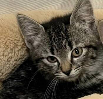 Pebbles -  Domestic Short Hair Cat for Adoption in Wantagh, New York - Pebbles | PetCurious