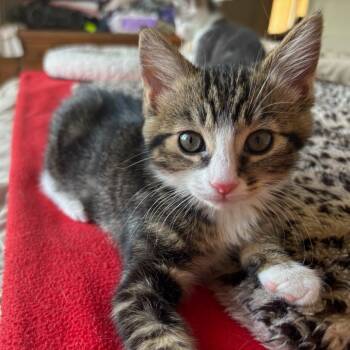 Hobie -  Domestic Short Hair Cat for Adoption in Pasadena, California - Hobie | PetCurious
