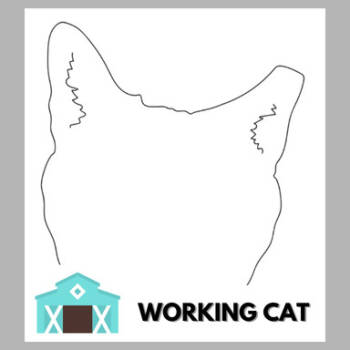 Rescue Domestic Short Hair Cats for Adoption in Sarasota, Florida - Green Bean Casserole | PetCurious