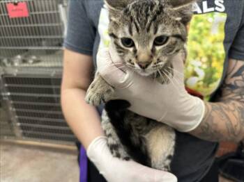 BANOFFEE -  Domestic Short Hair Cat for Adoption in Santa Fe, New Mexico - BANOFFEE | PetCurious