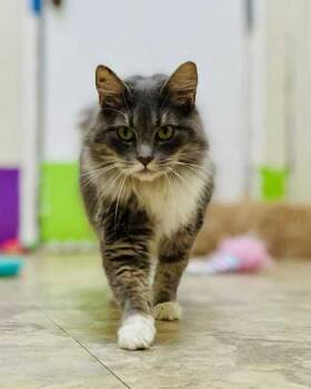 Rescue Domestic Medium Hair and Domestic Short Hair Cats for Adoption in River Ridge, Louisiana - Juniper | PetCurious