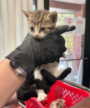 Charlie -  Domestic Short Hair Cat for Adoption in Nashville, Tennessee - Charlie | PetCurious