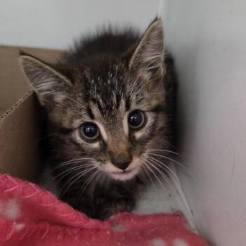Link -  Domestic Short Hair Cat for Adoption in Branson, Missouri - Link | PetCurious