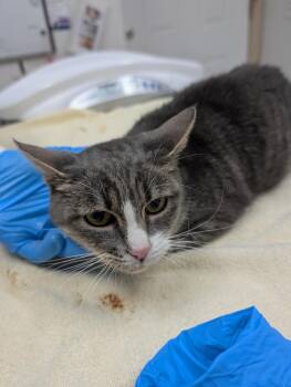Minnie -  Domestic Short Hair Cat for Adoption in Grants Pass, Oregon - Minnie | PetCurious