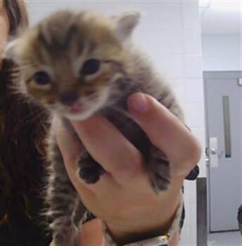 CLARK -  American Shorthair Cat for Adoption in Charlotte, North Carolina - CLARK | PetCurious