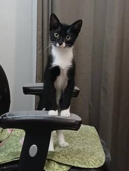 Gronk -  Domestic Short Hair Cat for Adoption in Alafaya, Florida - Gronk | PetCurious