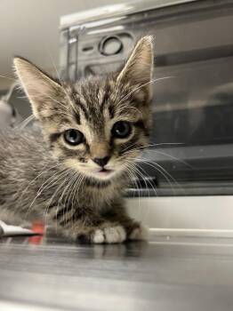 DOWNY -  Domestic Short Hair Cat for Adoption in Las Vegas, Nevada - DOWNY | PetCurious