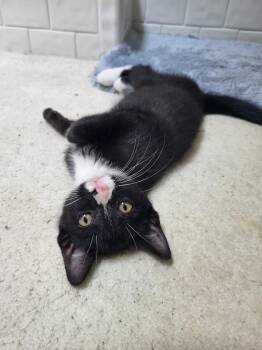 Sussex26 -  Domestic Short Hair Cat for Adoption in Youngsville, North Carolina - Sussex26 | PetCurious