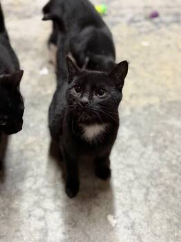 Domestic Short Hair Cats Available for Adoption in Elberton, Georgia - Star 11946 | PetCurious