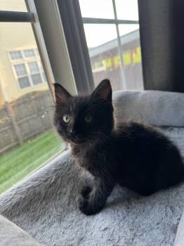 Rizzo -  Domestic Medium Hair Cat for Adoption in Shorewood, Illinois - Rizzo | PetCurious