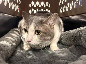 Domestic Short Hair Cats Available for Adoption in Charlotte, North Carolina - BEAUTY | PetCurious
