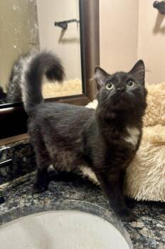 Rescue Domestic Medium Hair Cats for Adoption in Columbia, South Carolina - Mocha | PetCurious