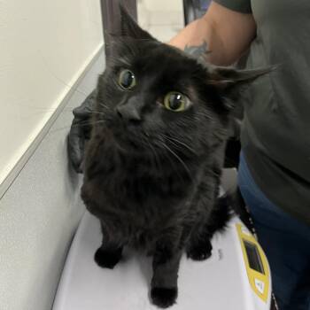 Mimi (Momo) -  Domestic Medium Hair Cat for Adoption in Tampa, Florida - Mimi (Momo) | PetCurious
