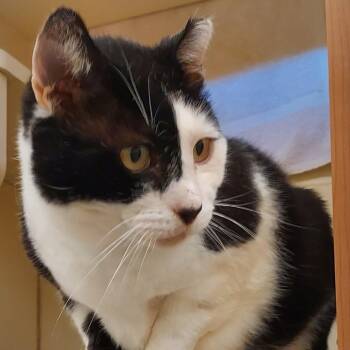 Domestic Short Hair Cats Available for Adoption in Dayton, Ohio - Checkers | PetCurious