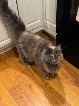Skylar (26-166 C) -  Domestic Long Hair Cat for Adoption in Lansing, Michigan - Skylar (26-166 C) | PetCurious