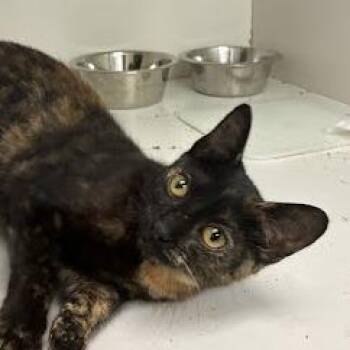 Sasha -  Domestic Short Hair Cat for Adoption in Jeffersonville, Indiana - Sasha | PetCurious