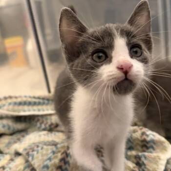 Matilda -  Domestic Short Hair Cat for Adoption in Tustin, California - Matilda | PetCurious
