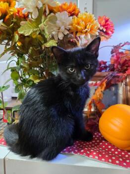 Rescue Domestic Short Hair Cats for Adoption in Schertz, Texas - Handsome (VS) | PetCurious