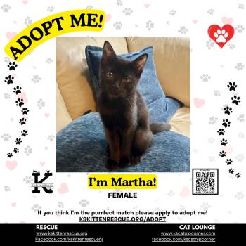 Martha -  Domestic Short Hair Cat for Adoption in OSBORNVILLE, New Jersey - Martha | PetCurious
