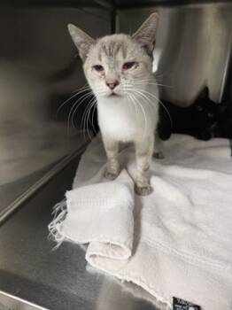 Rescue Domestic Short Hair Cats for Adoption in Beatrice, Nebraska - Watson | PetCurious