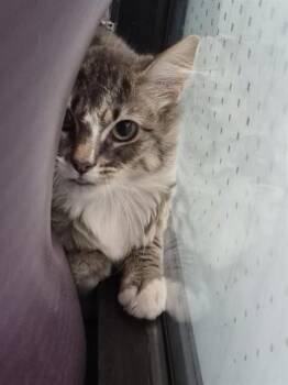 OATMEAL -  Domestic Medium Hair and Domestic Short Hair Cat for Adoption in Omaha, Nebraska - OATMEAL | PetCurious