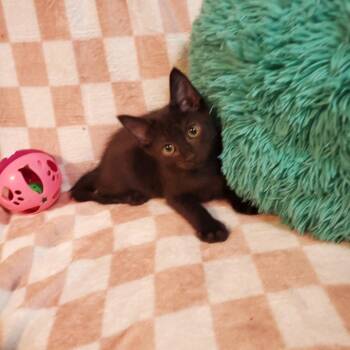 Radar -  Domestic Short Hair Cat for Adoption in Jefferson City, Tennessee - Radar | PetCurious