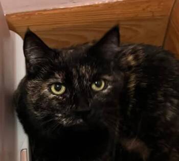 RILEY -  Domestic Short Hair Cat for Adoption in Springfield, Massachusetts - RILEY | PetCurious