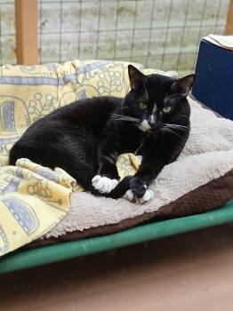 Rescue Domestic Short Hair Cats for Adoption in Chehalis, Washington - Bear | PetCurious