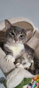 Domestic Short Hair Cats Available for Adoption - Yoda | PetCurious