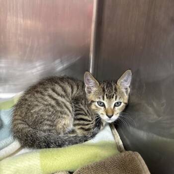 Lorry -  Domestic Short Hair Cat Available for Adoption in Randolph, Massachusetts - Lorry | PetCurious